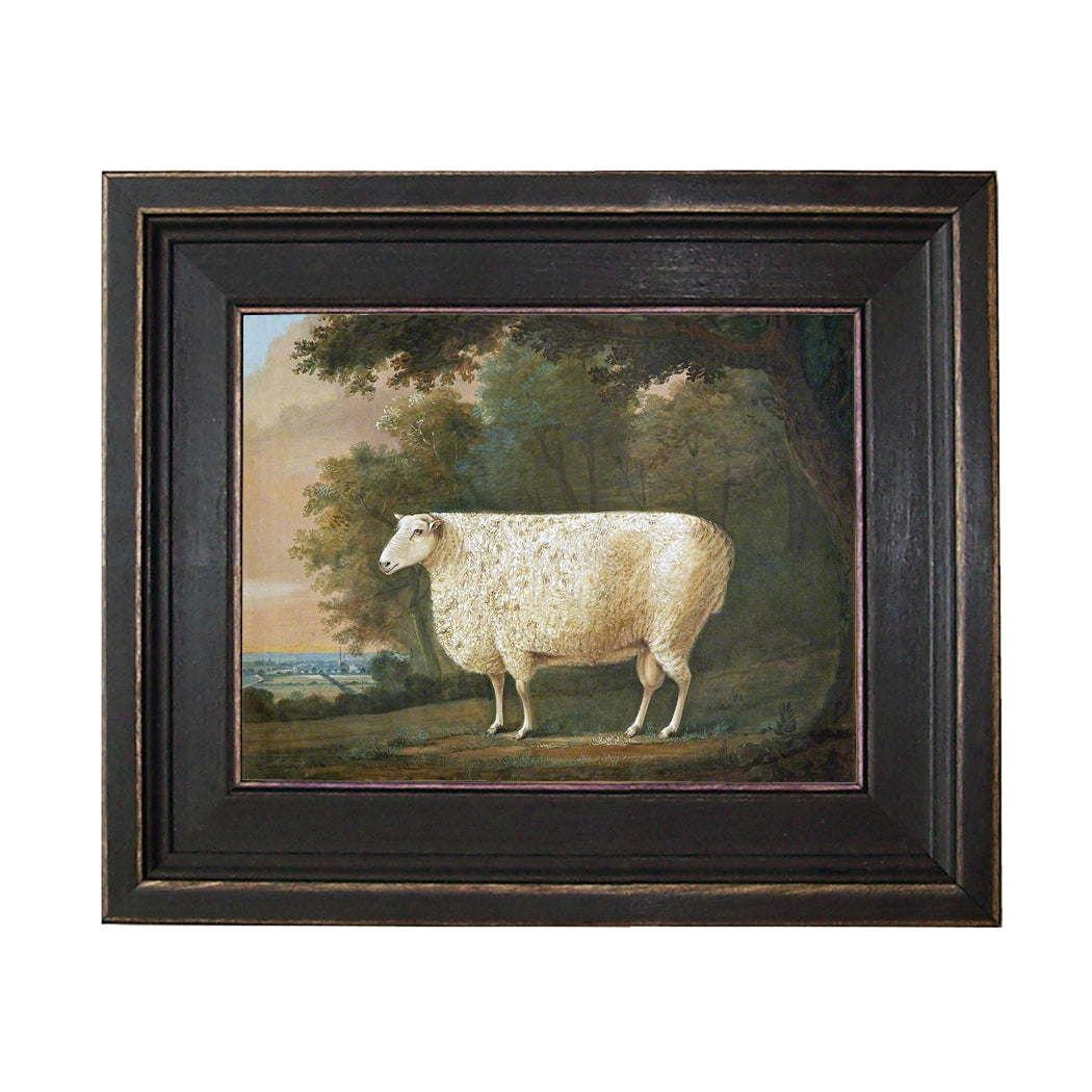 Sheep Under a Tree Picture