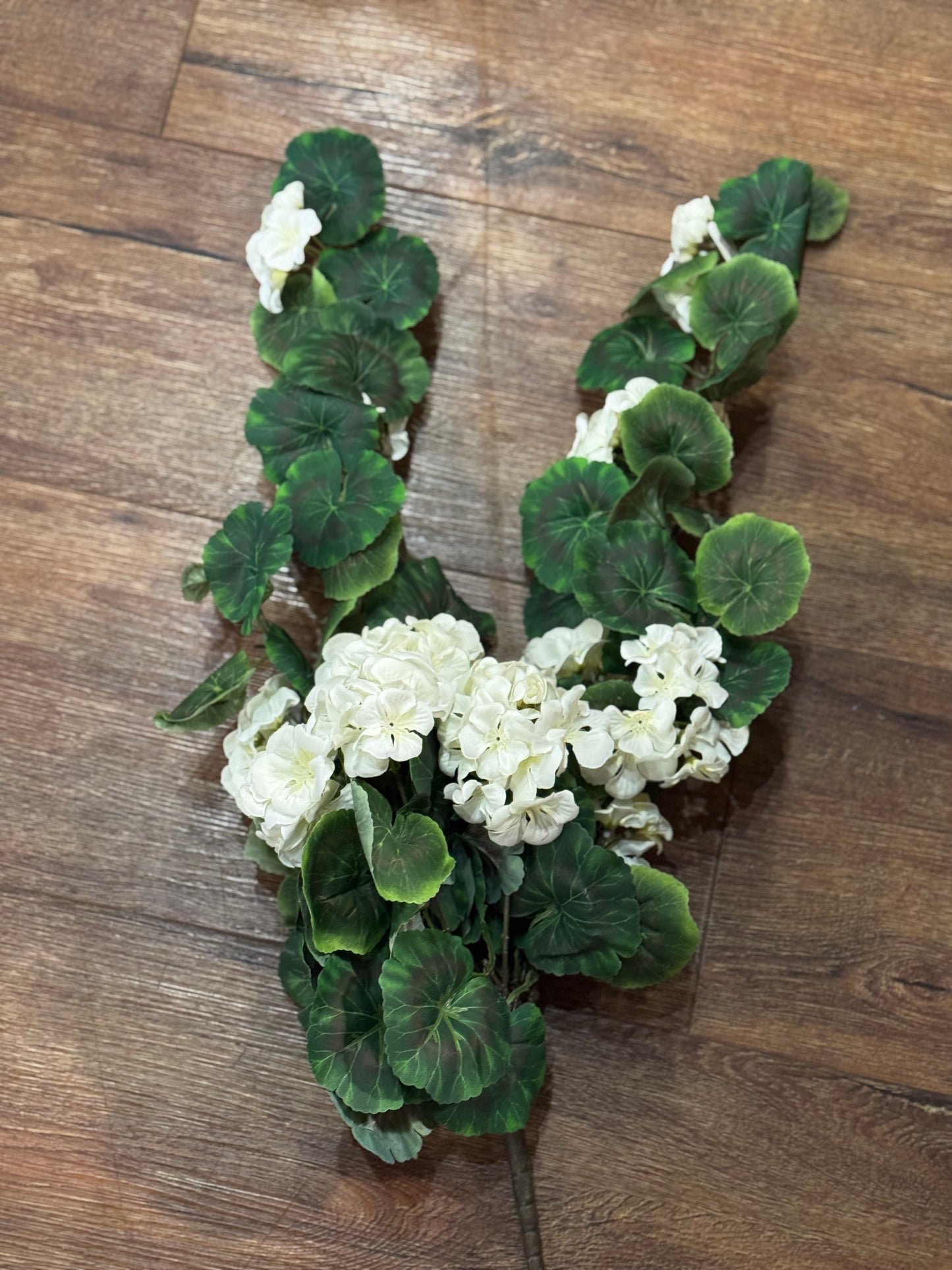 Hanging Geranium Bush