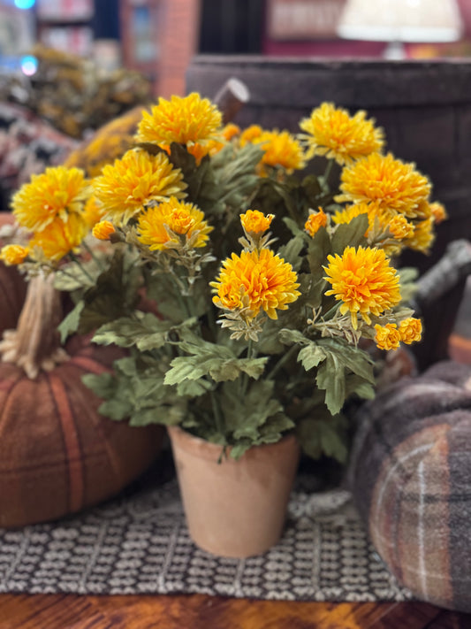 Potted Mum