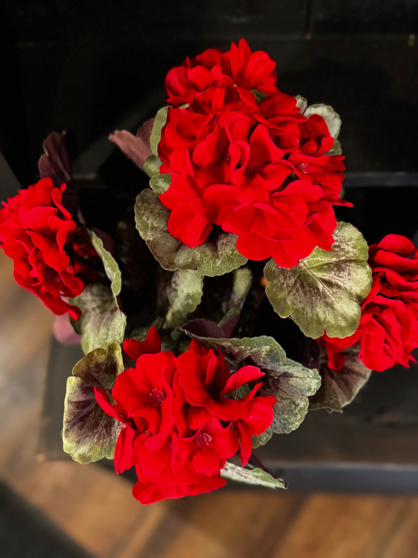 Large Potted Geraniums