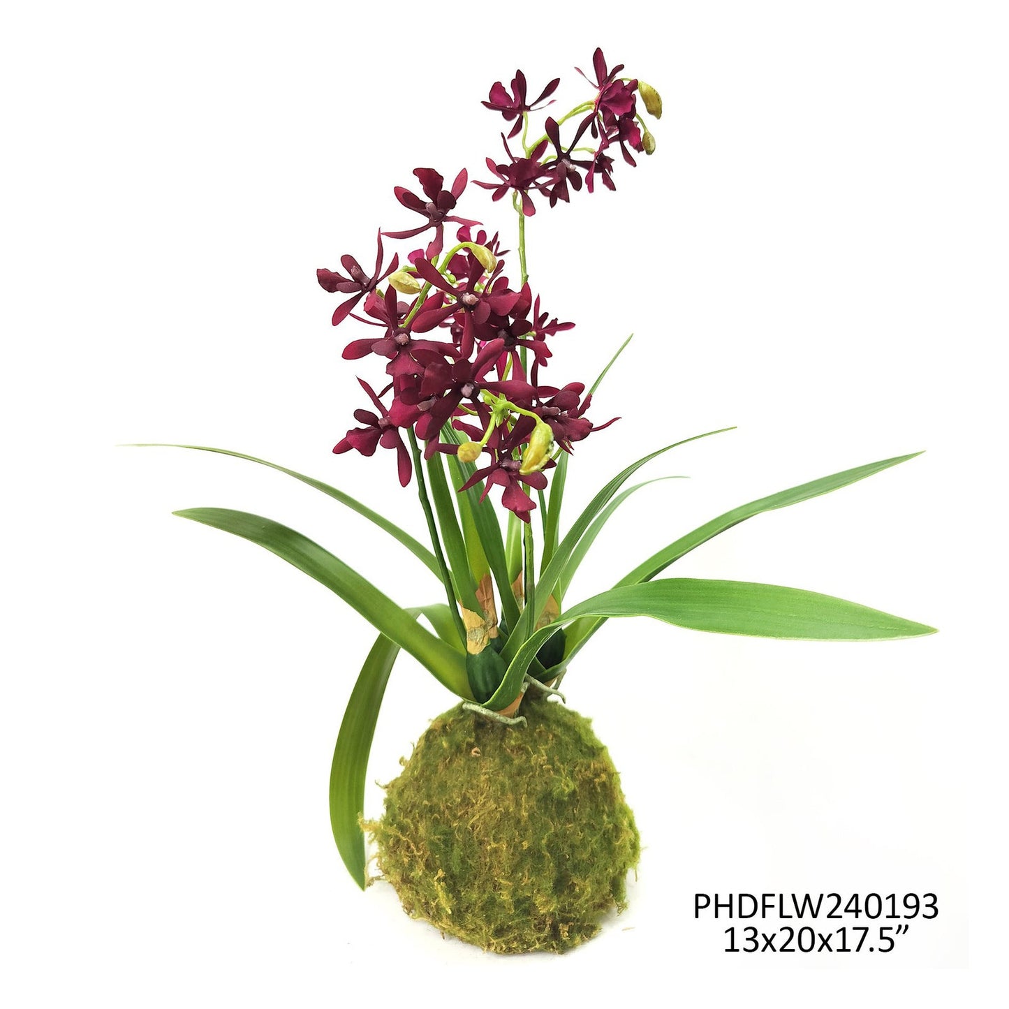 Orchid Moss Ball