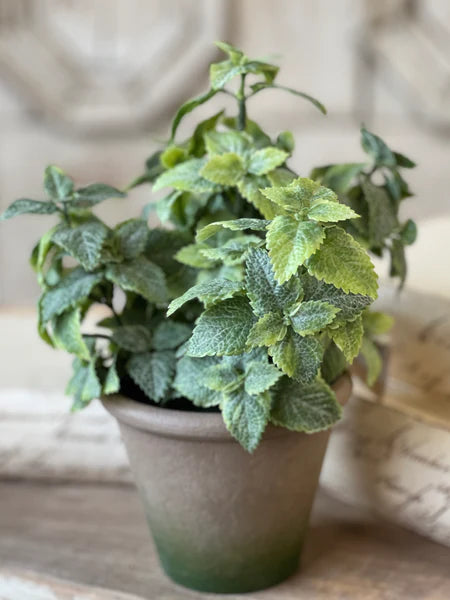 10” Hickman Mint Pot