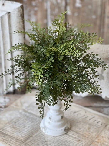 Damsel Fern Collection