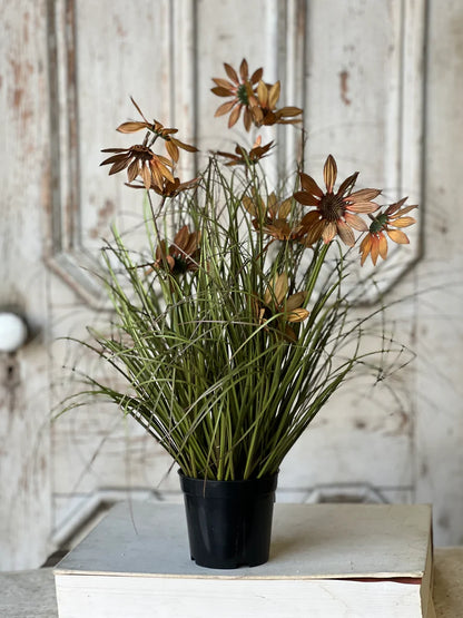 Potted Coneflowers Fall