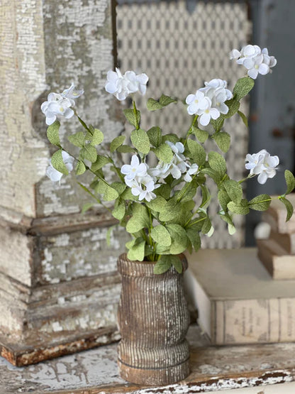 Glendover Blooms Violets Flower