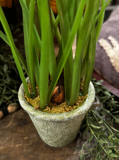 Daffodil Pot