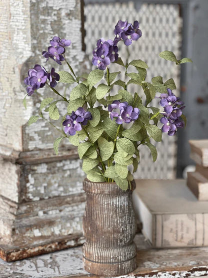 Glendover Blooms Violets Flower