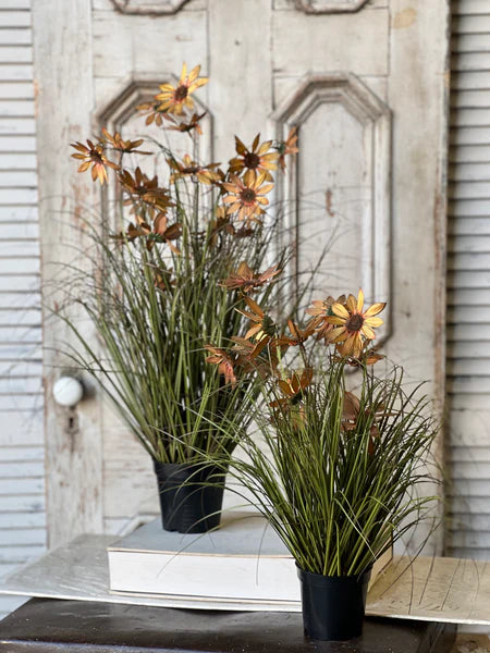 Potted Coneflowers Fall