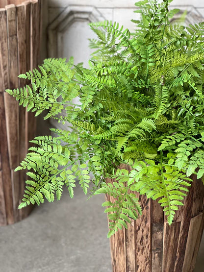 Large Fern Bush