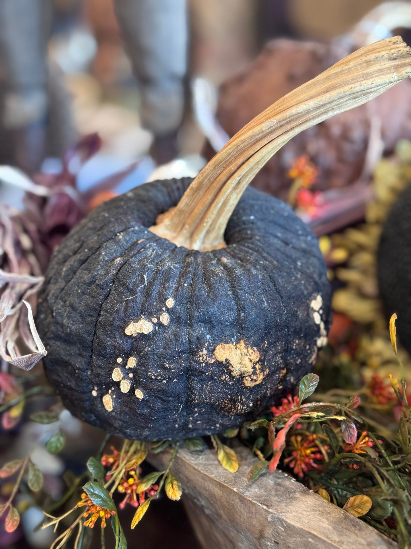 Dehydrated Pumpkins Medium