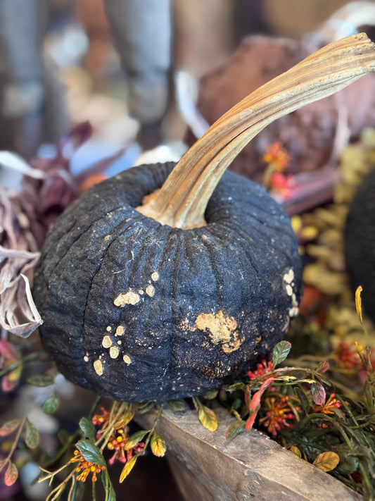 Dehydrated Pumpkins Medium