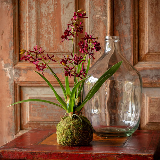 Orchid Moss Ball