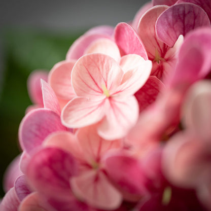 Fuchsia Hydrangeas Stem