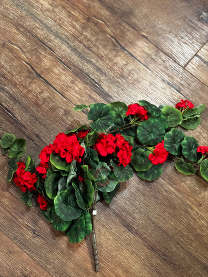 Hanging Geranium Bush