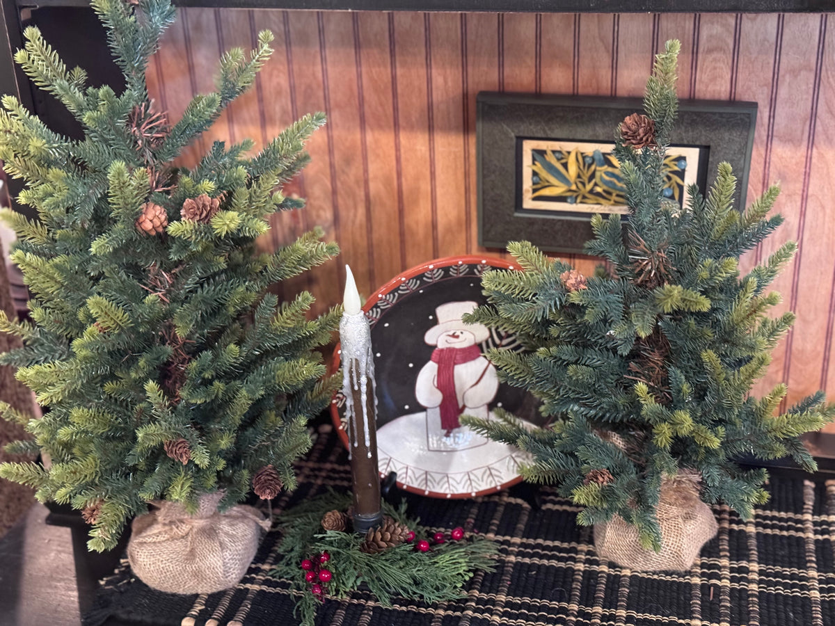 Balsam Fir Seedling Winter Trees