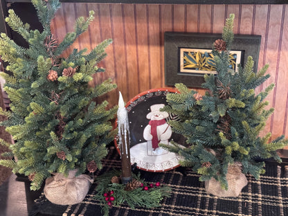 Balsam Fir Seedling Winter Trees