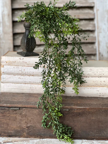 New England Boxwood Hanging