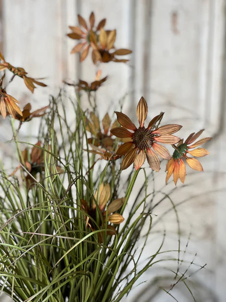 Potted Coneflowers Fall