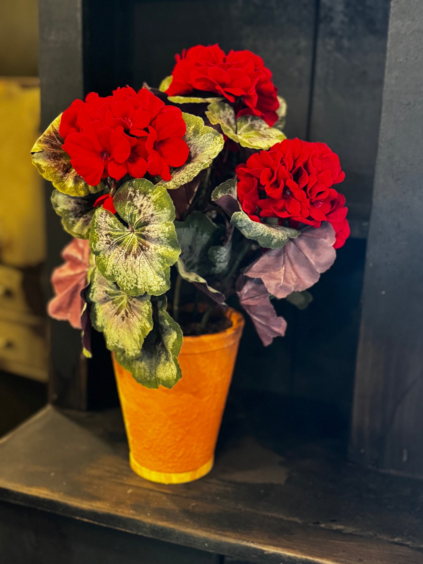 Large Potted Geraniums