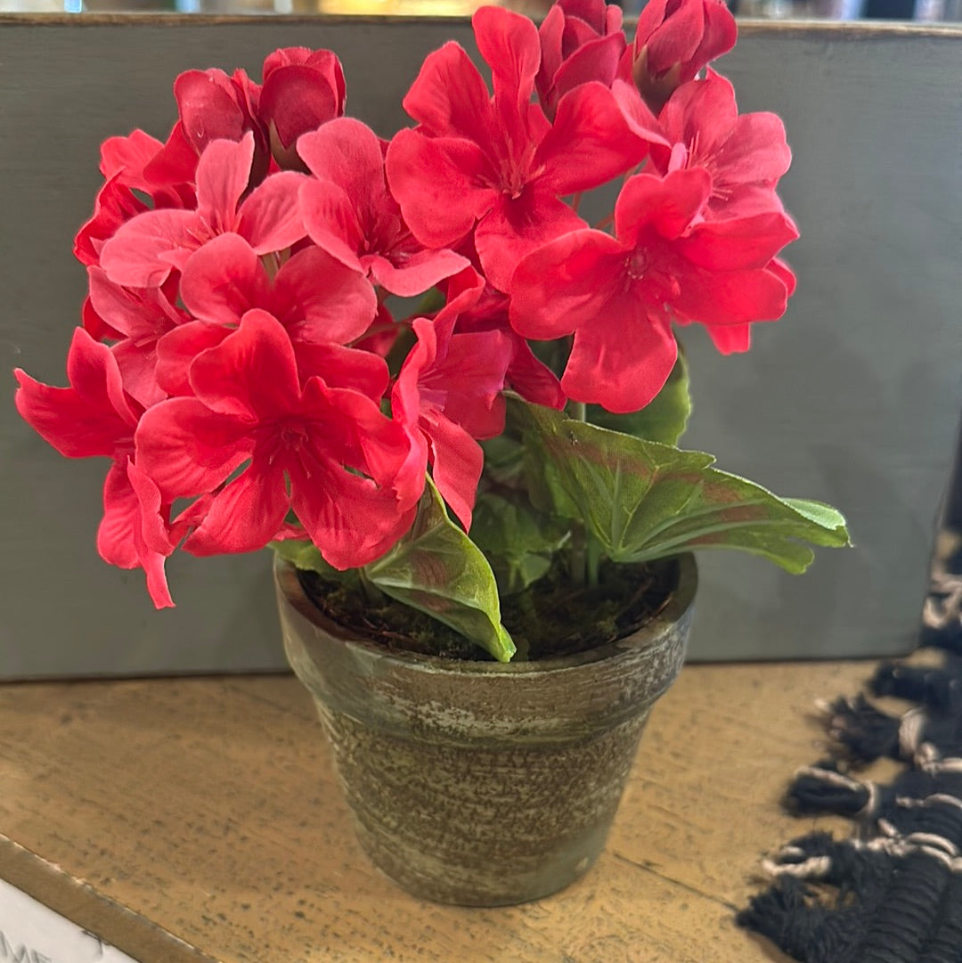 7" POTTED GERANIUMS