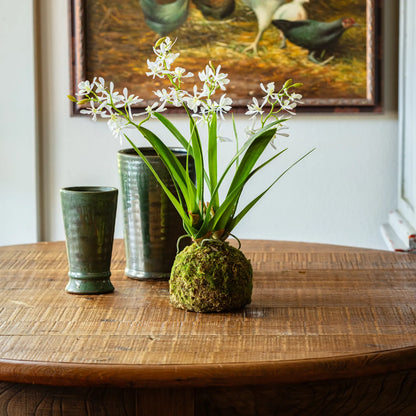 Orchid Moss Ball