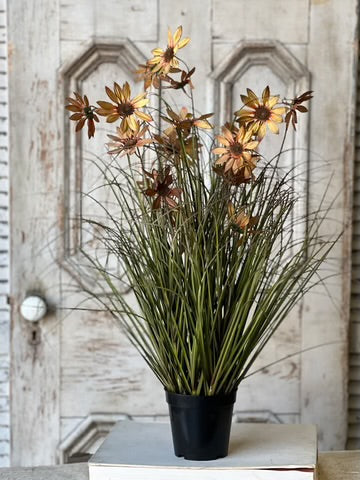 Potted Coneflowers Fall