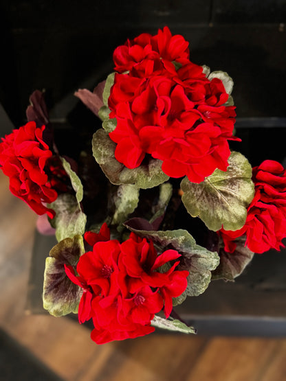 Large Potted Geraniums