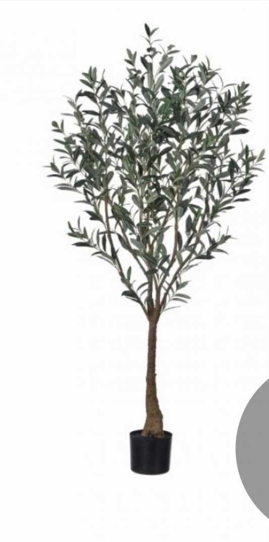Olive Tree UV 5ft.