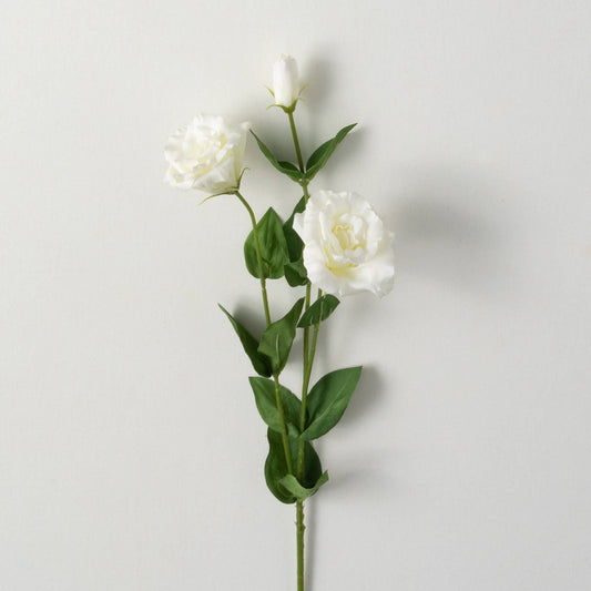 Realistic Rose White  ￼