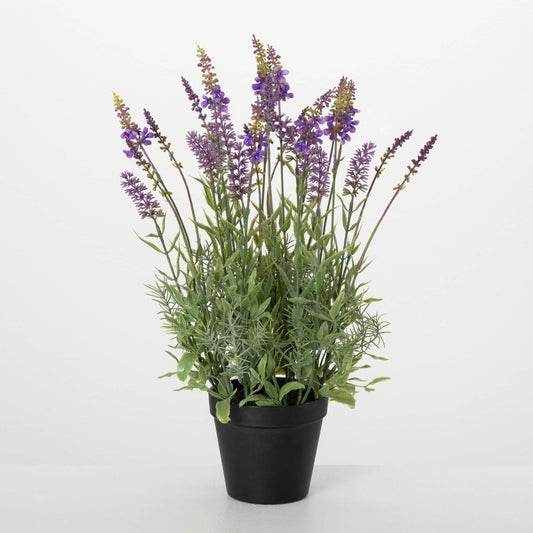Potted Lavender Flowers