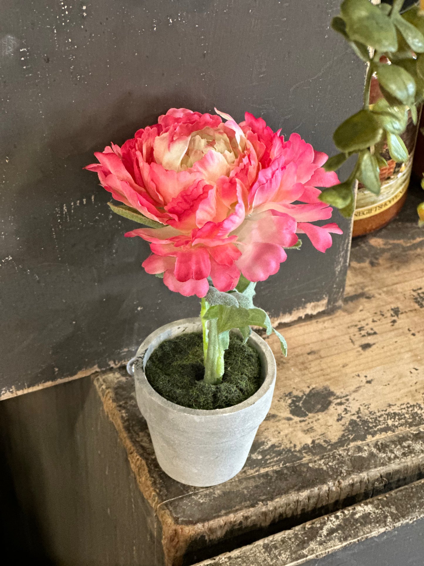 ELEGANT 6” POTTED PEONY