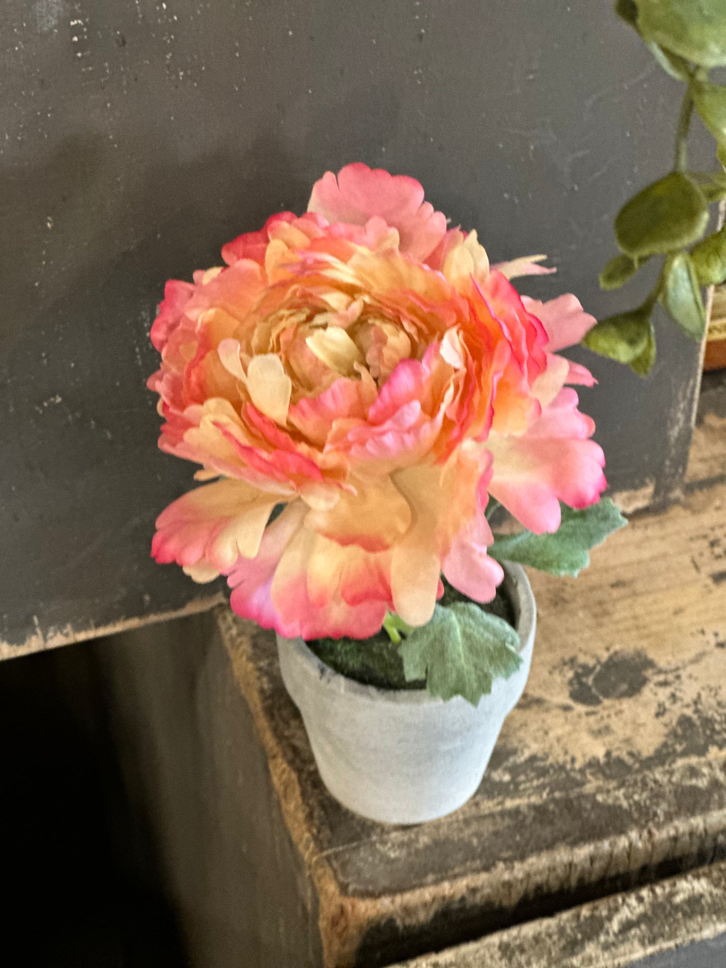 ELEGANT 6” POTTED PEONY