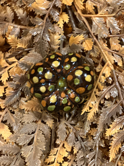 Shooner Pumpkins Fall
