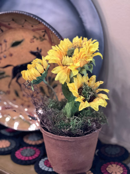 Sunflower in Pot