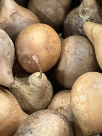 Primitive Gourds