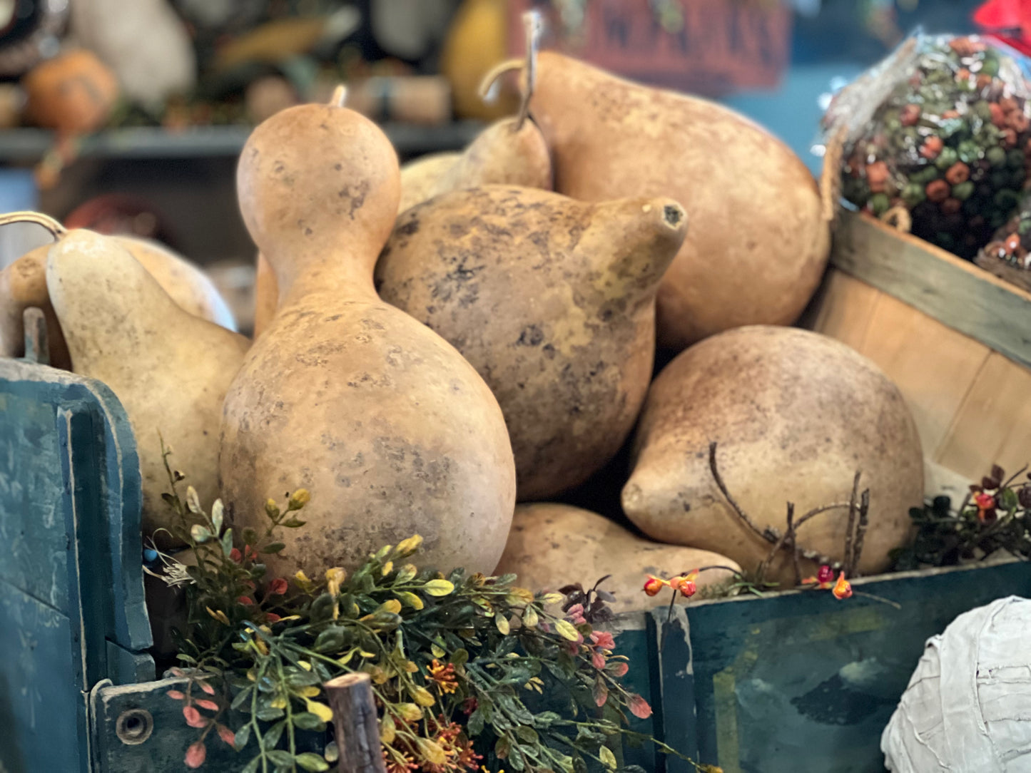 Primitive Gourds