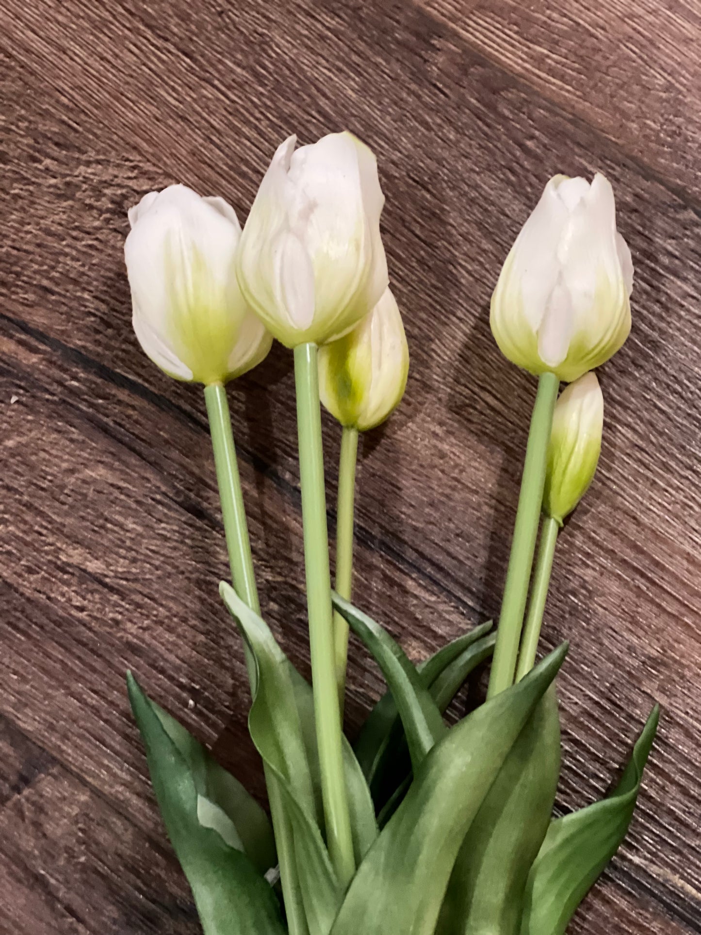 Realistic Long Tulips