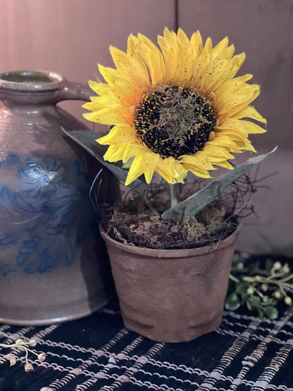 Sunflower in Pot