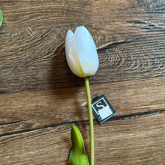 White Single Stem Tulip