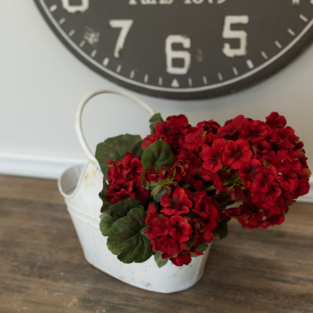 Geraniums Large Pick/Bushes
