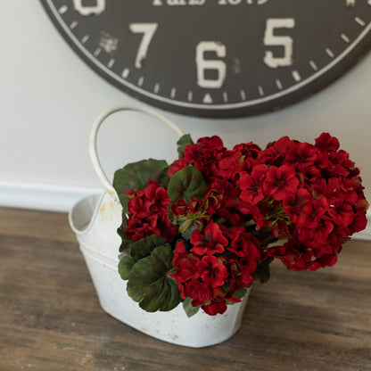 Geraniums Large Pick/Bushes