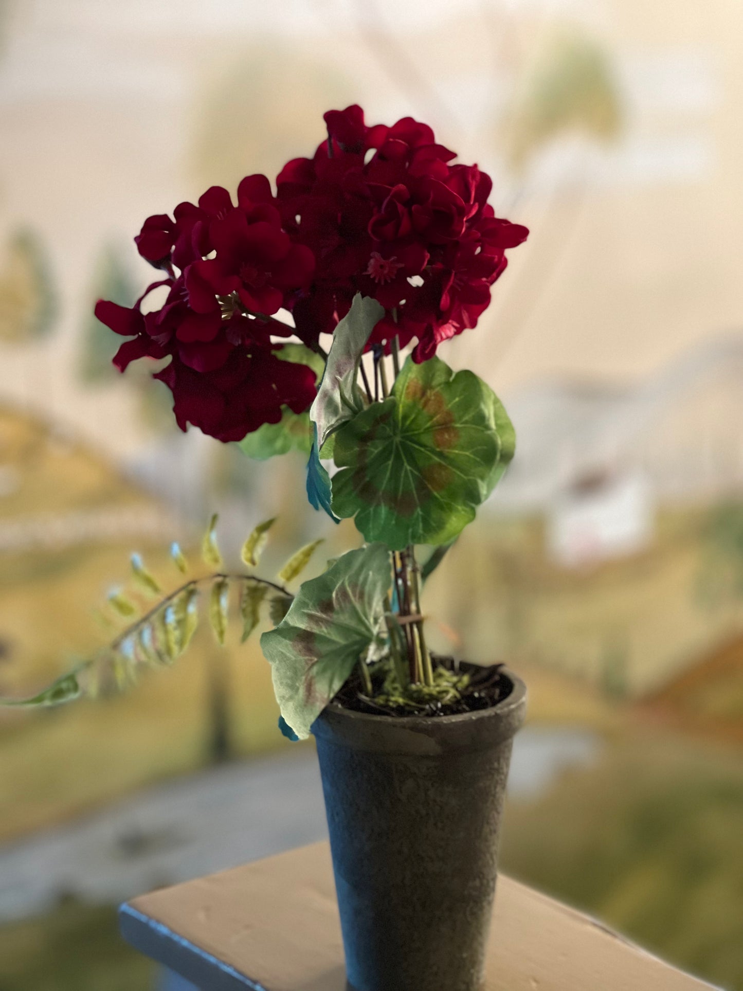 14" POTTED GERANIUMS