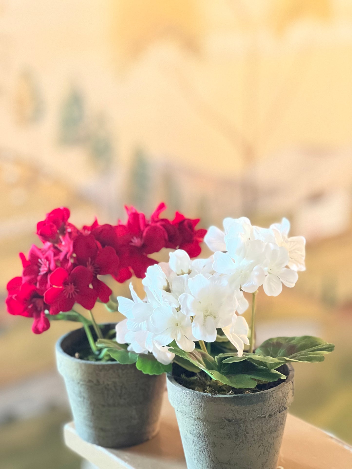 7" POTTED GERANIUMS