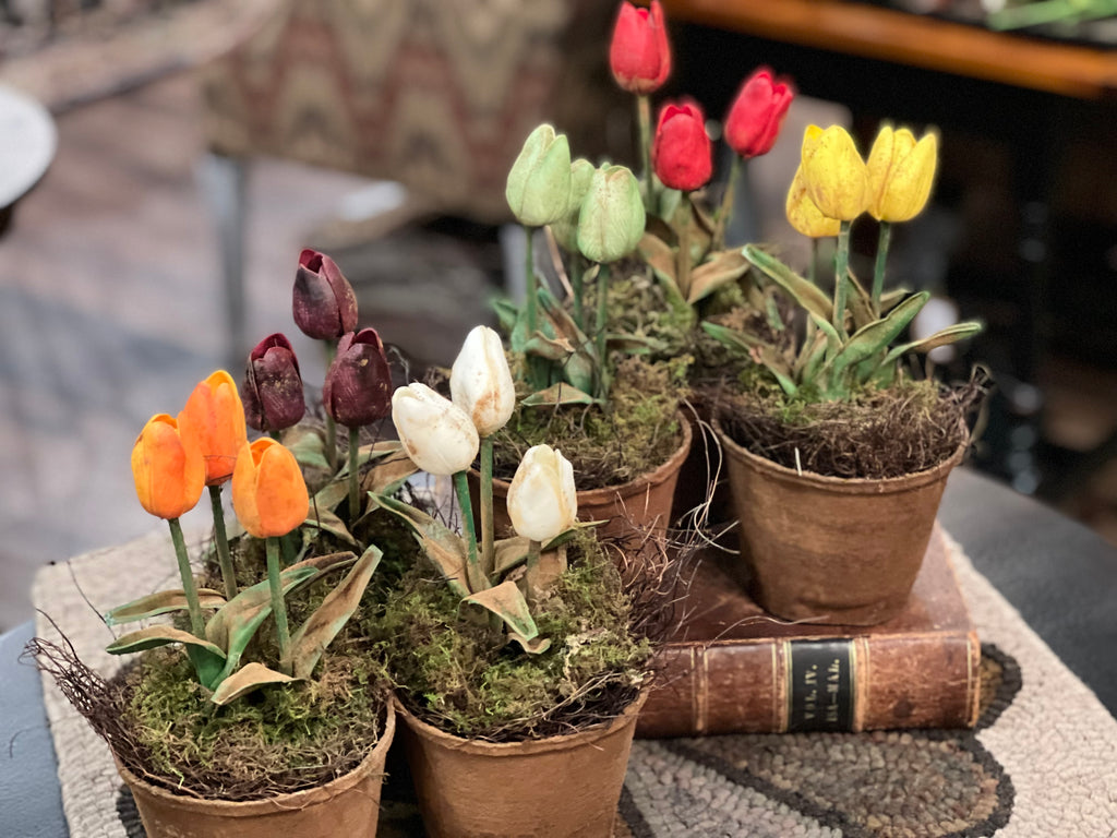 Beautiful Tulips in Pot