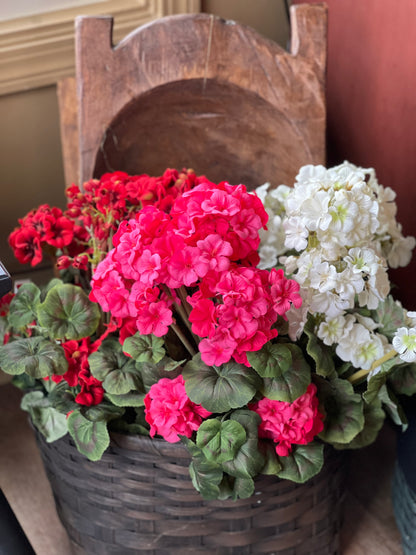 Geraniums Large Pick/Bushes